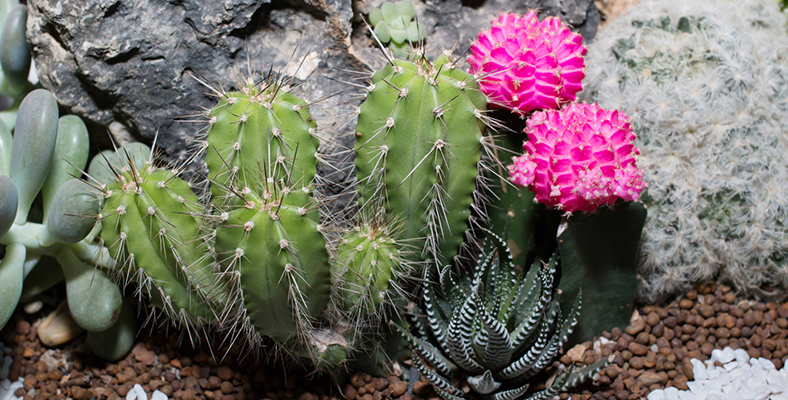 Coltivare cactus