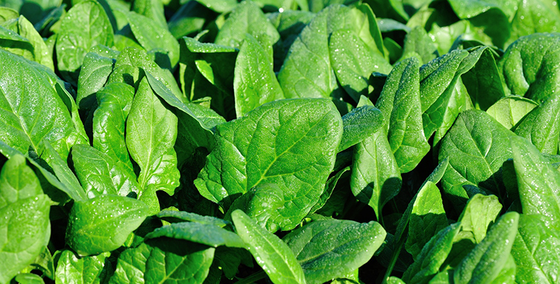 Coltivare spinaci