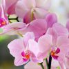 Orchidea cura