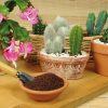 cactus piante grasse